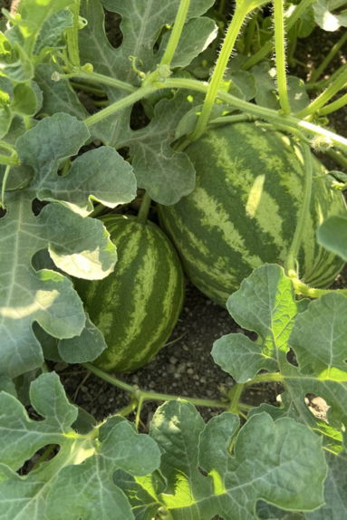 sandia-800x1200-opt.jpg